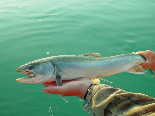 tips for freshwater fishing