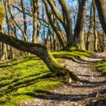 types of hiking trails