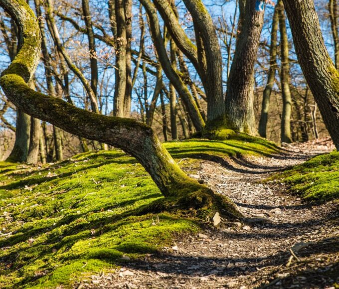 types of hiking trails